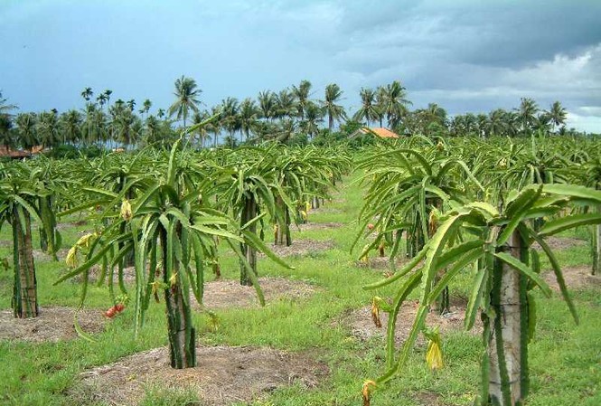 Những vườn thanh long giết người Những vườn thanh long giết người