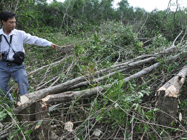 Chỉ đạo kiểm tra các vụ phá rừng trên đảo Phú Quốc Chỉ đạo kiểm tra các vụ phá rừng trên đảo Phú Quốc