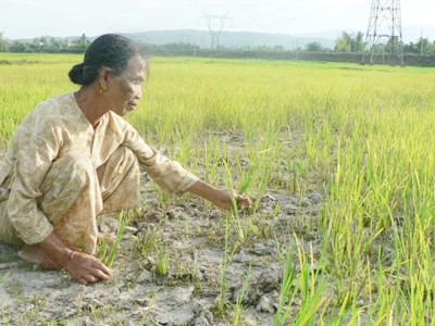 Khóc lúa! Bà Phạm Thị Trúc bên ruộng lúa đã đổ màu vàng hoe
