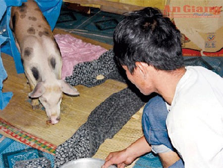 'Heo đầu thai' ở An Giang chỉ là tin đồn nhảm 'Heo đầu thai' ở An Giang chỉ là tin đồn nhảm
