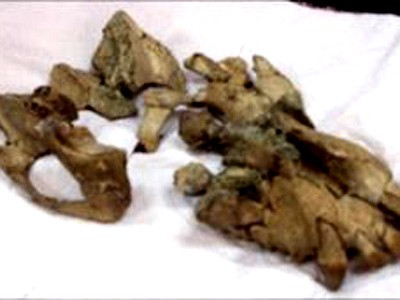 Hóa thạch linh trưởng 20 triệu năm tuổi Hóa thạch linh trưởng 20 triệu năm tuổi
