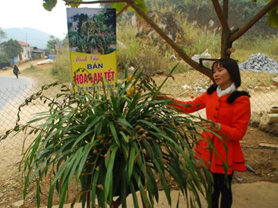 Đại gia vùng tiền ‘săn’ địa lan Sa Pa làm quà Tết Đại gia vùng tiền ‘săn’ địa lan Sa Pa làm quà Tết