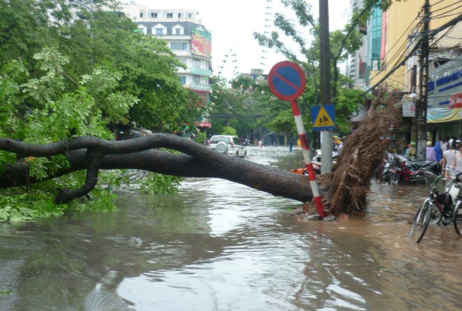 Hà Nội: Hàng loạt cây lớn đổ chắn ngang đường Cây đổ ngang đường Bà Triệu, làm ách tắc giao thông
