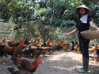 Gà đồi Yên Thế có ế? Gà đồi Yên Thế có ế?