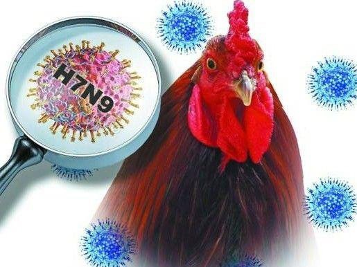 Trung Quốc phát hiện trường hợp nhiễm cúm H7N9 Vi rút cúm gia cầm H7N9