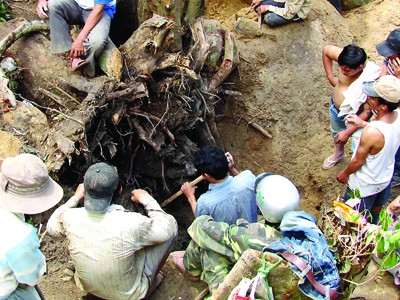 Cận cảnh phá rừng tìm kỳ nam Cận cảnh phá rừng tìm kỳ nam