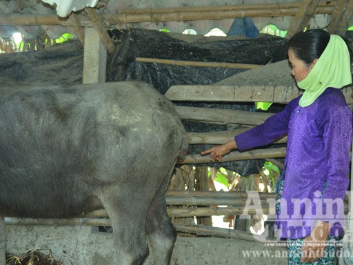 Xuất hiện nạn chặt trộm đuôi trâu Xuất hiện nạn chặt trộm đuôi trâu
