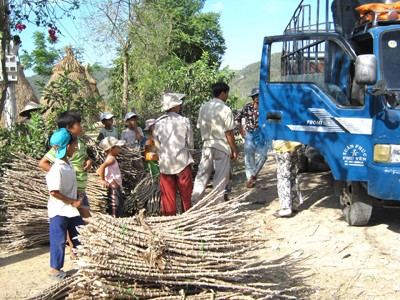 Ồ ạt bán thân cây sắn Ồ ạt bán thân cây sắn