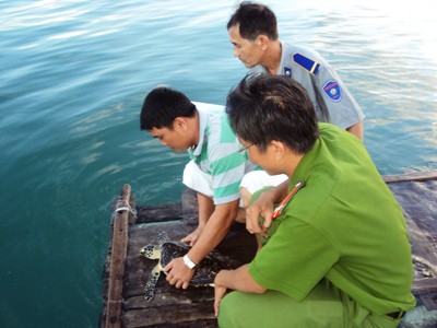 Chủ quán nhậu thả đồi mồi về biển Chủ quán nhậu thả đồi mồi về biển