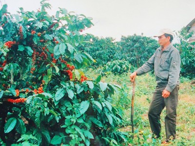 Khốn cùng vì án oan sai Vì Tòa xử sai, ông Hiệp chưa bao giờ được hái cà phê trên rẫy của ông