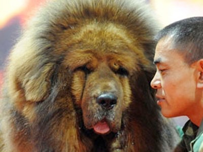 Loài chó triệu đô xuất hiện ở Hà Nội Loài chó triệu đô xuất hiện ở Hà Nội