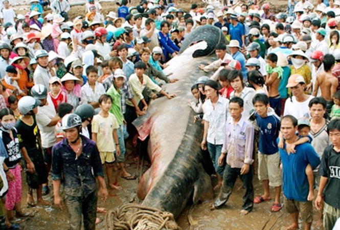 Cá voi xám nặng 10 tấn mắc lưới và chết Cá voi xám nặng 10 tấn mắc lưới và chết