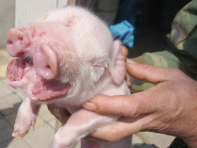 Chú lợn hai… mõm Chú lợn hai… mõm