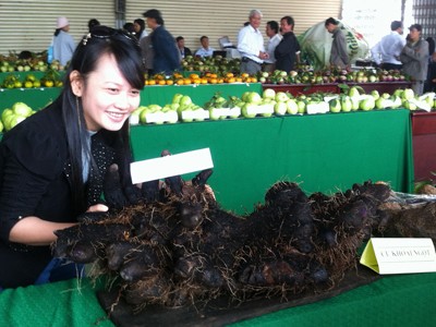 Củ khoai nặng 31 kg Củ khoai nặng 31 kg