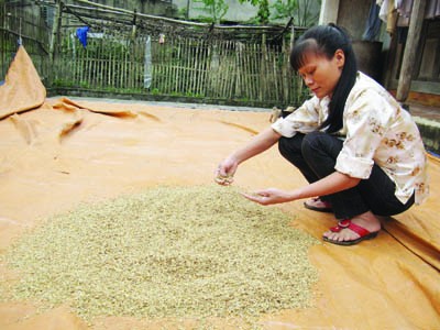 Vào vụ, người dân vùng lũ khốn khó Chị Phan Thị Hoàn cố vớt vát một ít lúa giống ẩm ướt còn sót lại -