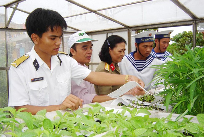 Trồng rau trong nhà kính ở Trường Sa: Cần nhân rộng Những khoảnh rau kiểu vườn treo babylon ở đảo chìm. Ảnh: Nam Cường