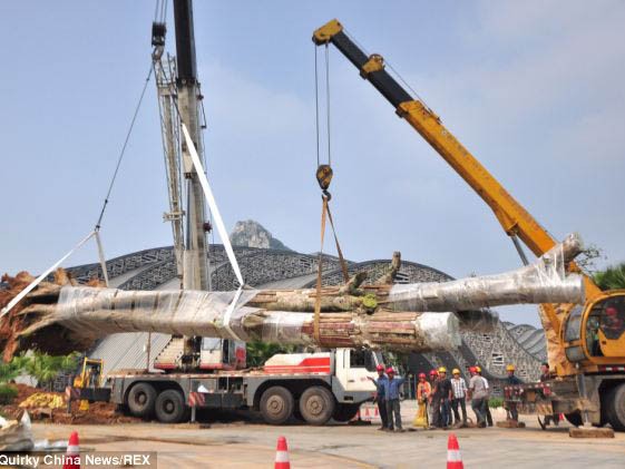Trồng lại cây 300 tuổi, 26 tấn sau 6 tháng bị đào trộm Cây khổng lồ 300 tuổi được trồng lại