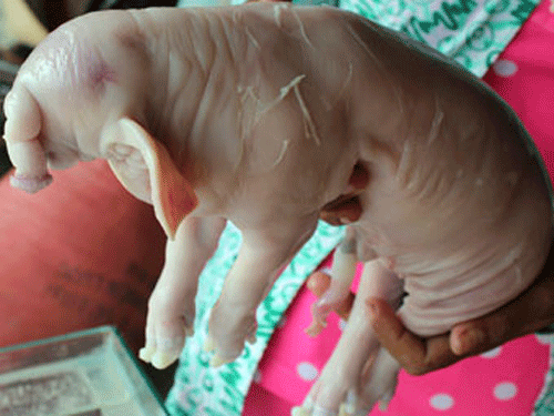 Lợn con có vòi dài 30cm như voi Lợn con có vòi dài 30cm như voi