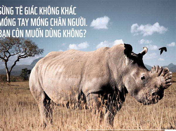 Sừng tê giác hình hai bàn chân Sừng tê giác hình hai bàn chân