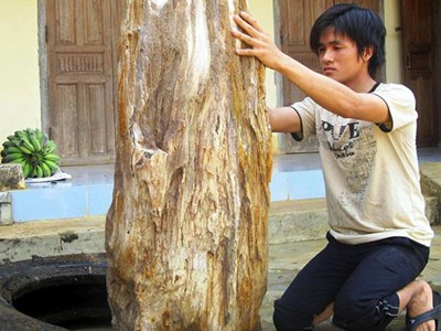 Nhặt được cây gỗ hóa thạch Nhặt được cây gỗ hóa thạch