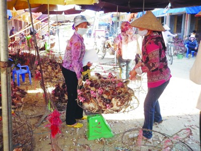 Gà thải loại 'giết' ngành chăn nuôi Gà thải loại 'giết' ngành chăn nuôi