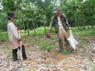 Người dân Lào hưởng lợi từ dự án HAGL Người dân Lào hưởng lợi từ dự án HAGL