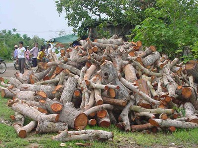 Điệp khúc 'trồng - chặt' điều và ca cao Điệp khúc 'trồng - chặt' điều và ca cao