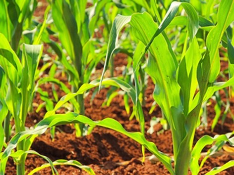 Ngô biến đổi gene đem lợi ích lớn cho nông dân Ngô biến đổi gene đem lợi ích lớn cho nông dân