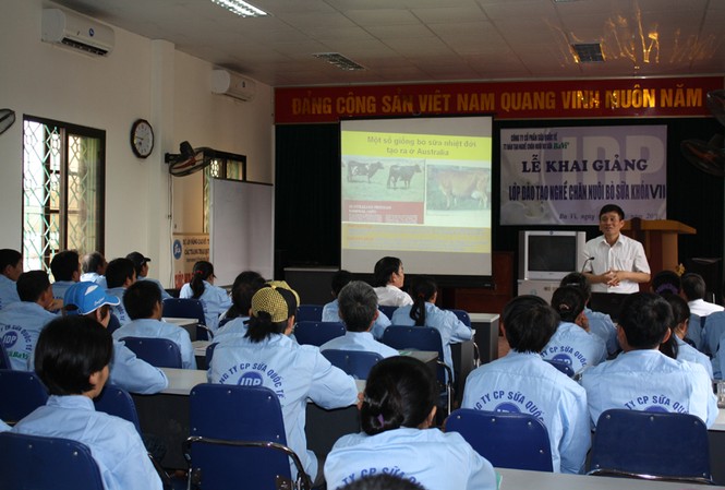 Nguồn sữa tươi sạch từ nông hộ chăn nuôi bò Việt Nam Nguồn sữa tươi sạch từ nông hộ chăn nuôi bò Việt Nam