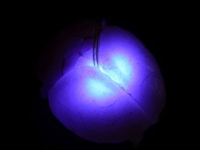 Đèn LED siêu nhỏ mới có khả năng tiêm vào não bộ Đèn LED siêu nhỏ mới có khả năng tiêm vào não bộ