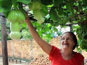 Phát hiện những quả lạc tiên hình 'cái ấy' Phát hiện những quả lạc tiên hình 'cái ấy'