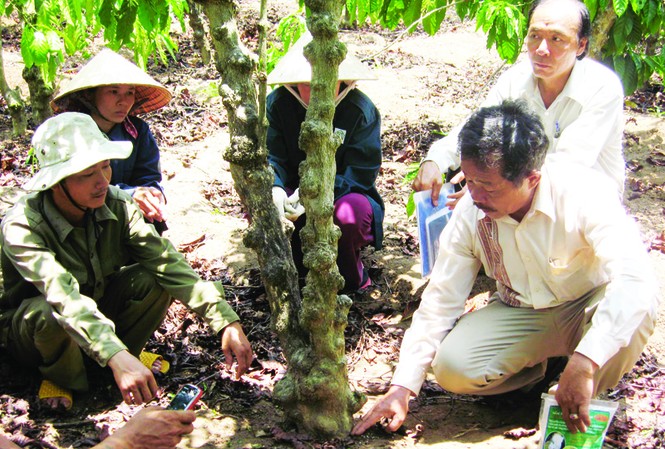Ứng dụng chế phẩm sinh học sản xuất cà phê sạch Ông Đoàn Nam Sinh hướng dẫn bà con nông dân sử dụng chế phẩm sinh học của Cty Tam Nông. Ảnh: PV