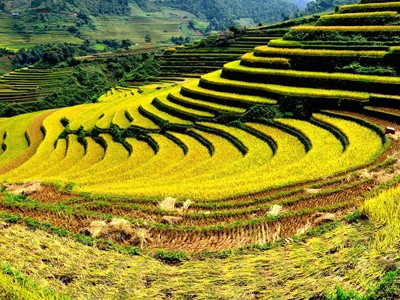 Mùa vàng lưng chừng trời Mùa vàng lưng chừng trời