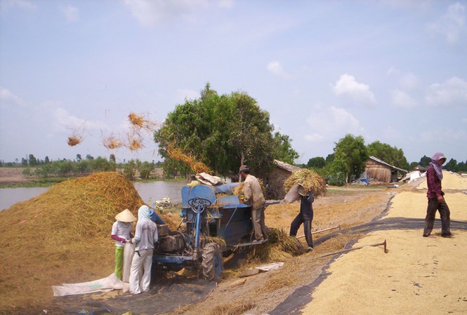 Nông dân và độc quyền xuất khẩu gạo Thu hoạch lúa ở Kiên Giang