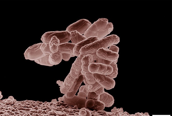 E.coli gây dịch bệnh tại châu Âu thuộc chủng mới E.coli gây dịch bệnh tại châu Âu thuộc chủng mới