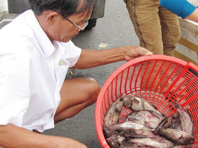 Cá chết hàng loạt chưa rõ nguyên nhân Cá chết hàng loạt chưa rõ nguyên nhân