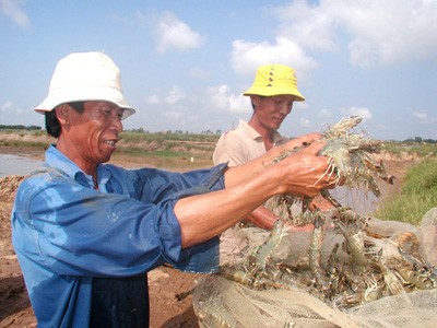 Hai bộ vênh nhau về tôm thẻ chân trắng Hai bộ vênh nhau về tôm thẻ chân trắng