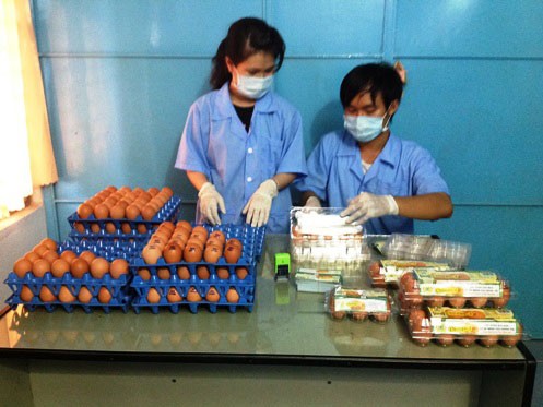 Chàng trai 9X kinh doanh trứng gà Omega-3 Chàng trai 9X kinh doanh trứng gà Omega-3