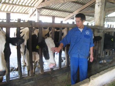 Quỹ bảo hiểm nông dân tự quản đầu tiên Nguyễn Văn Quang, một trong những chủ hộ chăn nuôi thành công ở Mộc Châu nhờ tham gia bảo hiểm nông nghiệp