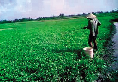 Hãi hùng “công nghệ” trồng rau muống Hãi hùng “công nghệ” trồng rau muống