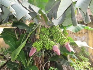 Cây chuối lạ trổ tới ba buồng Cây chuối lạ trổ tới ba buồng