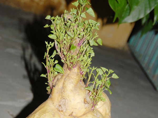 Củ khoai lạ Củ khoai lạ