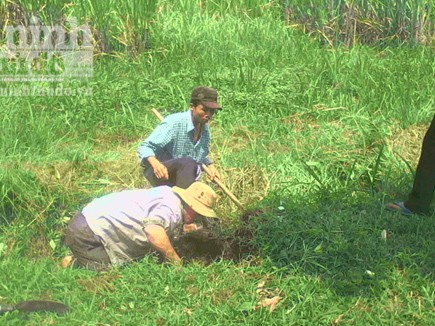 Rộ 'nghề' săn rắn độc Rộ 'nghề' săn rắn độc
