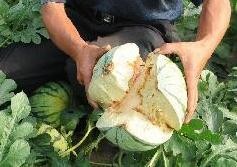 Dưa hấu Trung Quốc 'tranh nhau' nổ Dưa hấu Trung Quốc 'tranh nhau' nổ