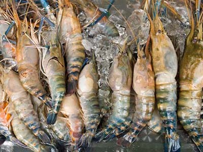 Nhật Bản tiếp tục cảnh báo dư chất trong tôm của Việt Nam Nhật Bản tiếp tục cảnh báo dư chất trong tôm của Việt Nam