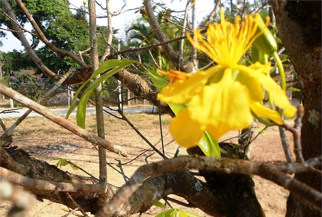 Trước tết 3 tháng, mai vàng đã nở rực ở Huế Trước tết 3 tháng, mai vàng đã nở rực ở Huế