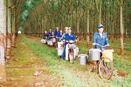 Điều tra vụ Rừng cao su của Binh đoàn 15. Ảnh minh họa