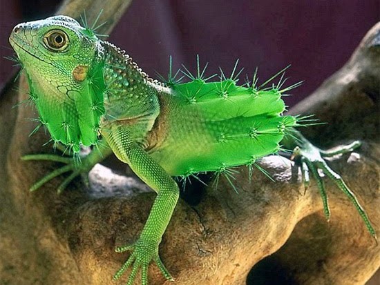 Độc đáo loài vật bước ra từ thế giới… củ quả Độc đáo loài vật bước ra từ thế giới… củ quả