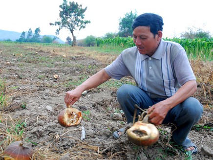 Nông dân 'gặp họa' vì trồng bí Trung Quốc Nông dân 'gặp họa' vì trồng bí Trung Quốc