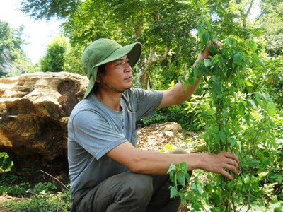 Thầy thuốc chữa bệnh bằng lá cây nổi danh xứ Nghệ Thầy thuốc chữa bệnh bằng lá cây nổi danh xứ Nghệ
